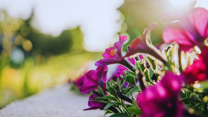 Curb Appeal Tips